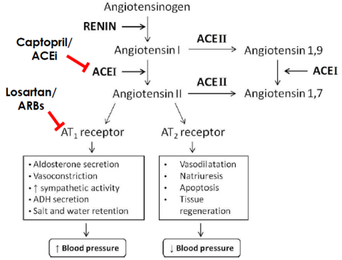 RAAS + drug